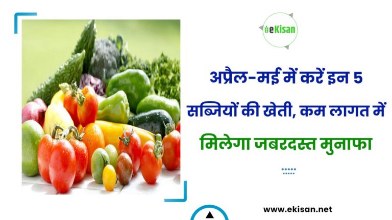अप्रैल-मई में करें इन 5 सब्जियों की खेती, कम लागत में मिलेगा जबरदस्त मुनाफा