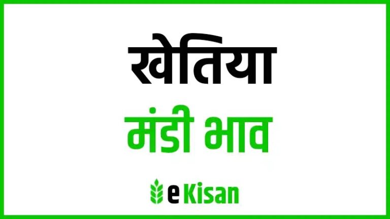 khetiya mandi bhav