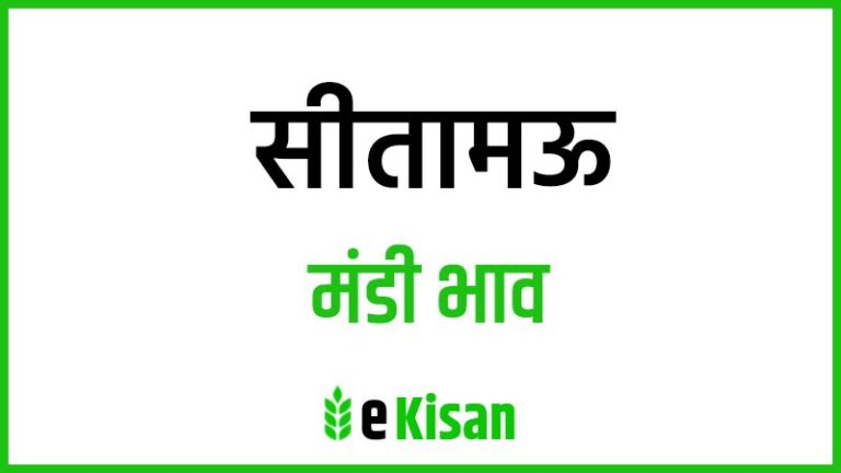 Sitamau Mandi Bhav सीतामऊ मंडी भाव