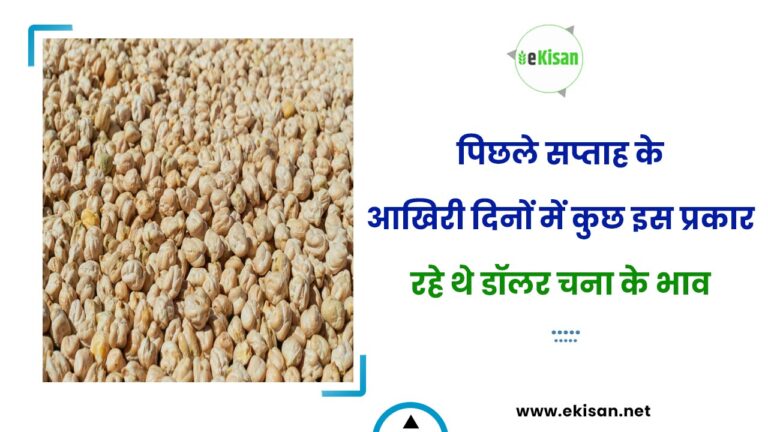 पिछले सप्ताह के आखिरी दिनों में कुछ इस प्रकार रहे थे डॉलर चना के भाव