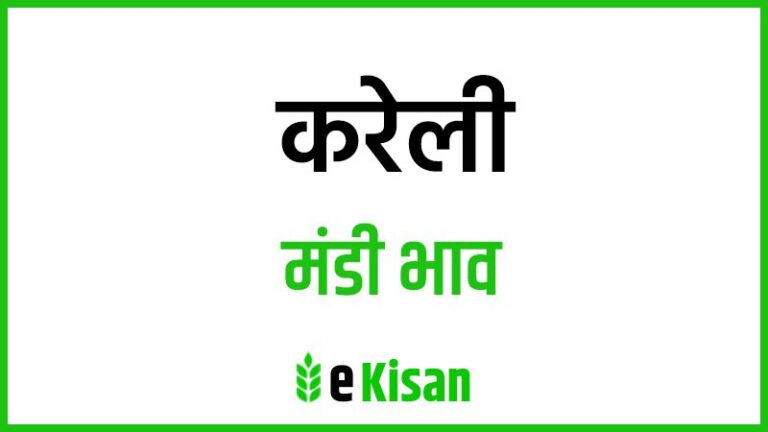 Kareli Mandi Bhav करेली मंडी भाव