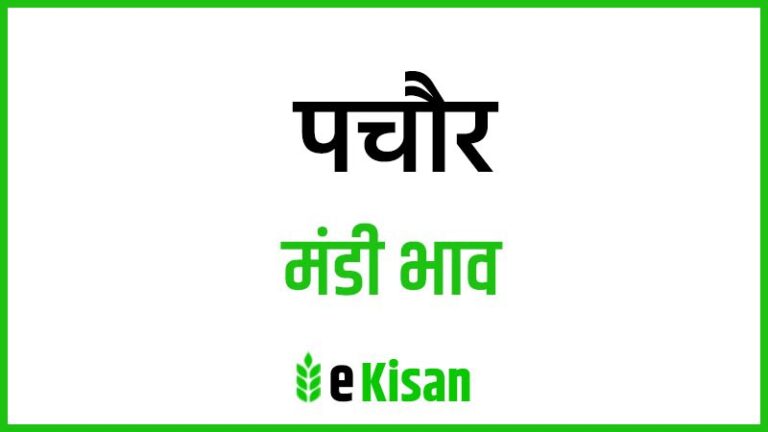 Pachore Mandi Bhav पचौर मंडी भाव