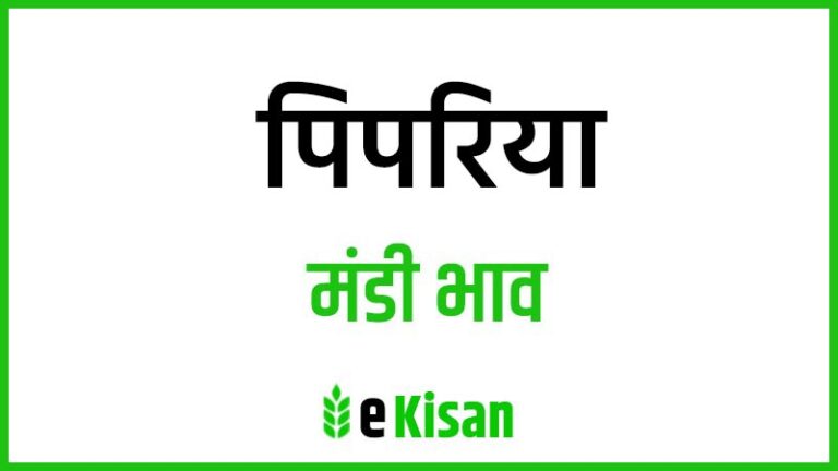 Pipariya Mandi Bhav पिपरिया मंडी भाव