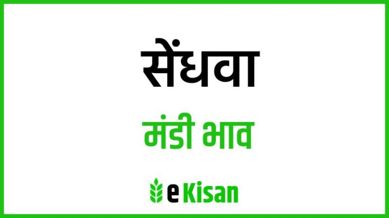 Sendhwa Mandi Bhav आज के सेंधवा मंडी भाव