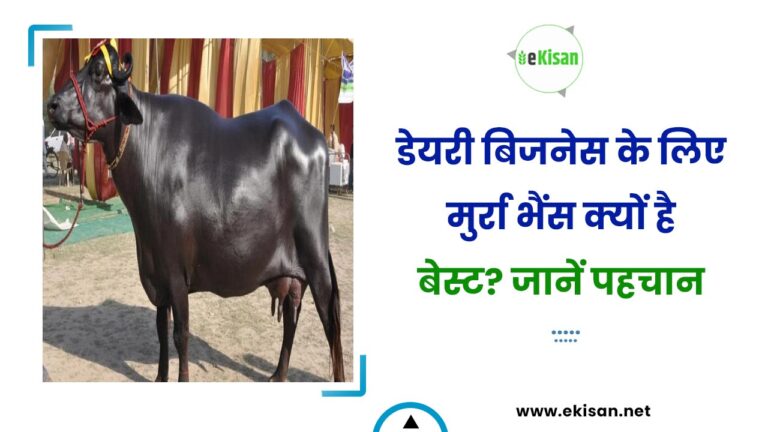डेयरी बिजनेस के लिए मुर्रा भैंस क्यों है बेस्ट? जानें पहचान