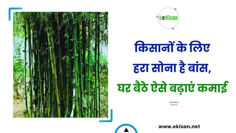 किसानों के लिए हरा सोना है बांस, घर बैठे ऐसे बढ़ाएं कमाई