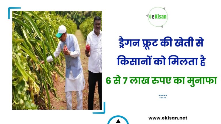 ड्रैगन फ्रूट की खेती से किसानों को मिलता है 6 से 7 लाख रुपए का मुनाफा