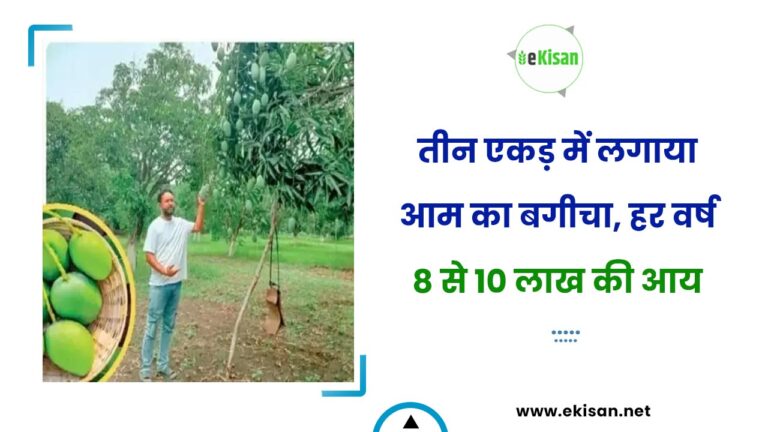 तीन एकड़ में लगाया आम का बगीचा, हर वर्ष 8 से 10 लाख की आय