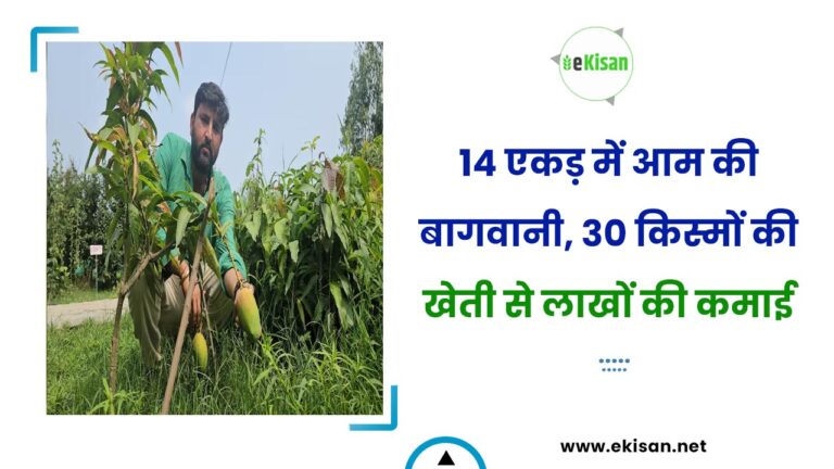 14 एकड़ में आम की बागवानी, 30 किस्मों की खेती से लाखों की कमाई