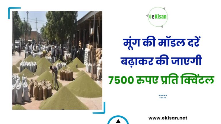 मूंग की मॉडल दरें बढ़ाकर की जाएगी 7500 रुपए प्रति क्विंटल