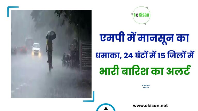 एमपी में मानसून का धमाका, 24 घंटों में 15 जिलों में भारी बारिश का अलर्ट