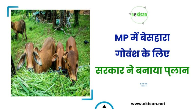 MP में बेसहारा गोवंश के लिए सरकार ने बनाया प्‍लान