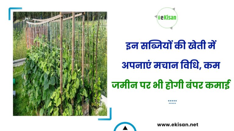 इन सब्जियों की खेती में अपनाएं मचान विधि, कम जमीन पर भी होगी बंपर कमाई