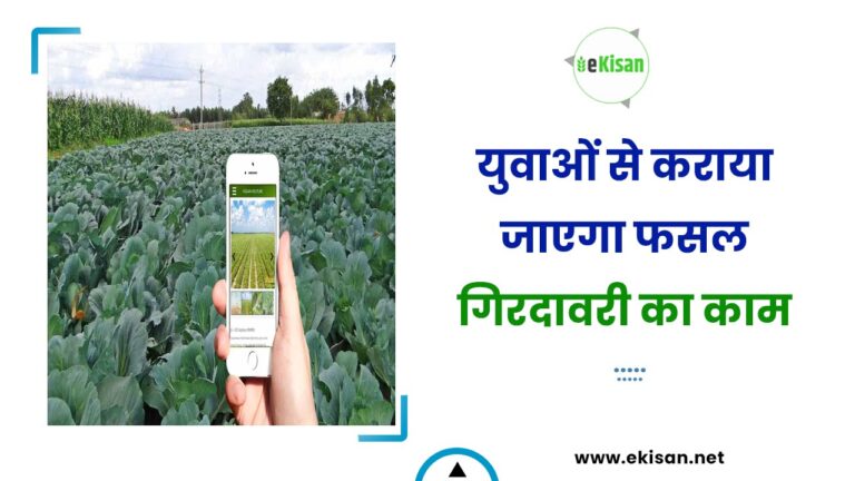 युवाओं से कराया जाएगा फसल गिरदावरी का काम