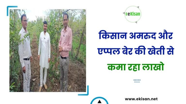 किसान अमरुद और एप्पल बेर की खेती से कमा रहा लाखो