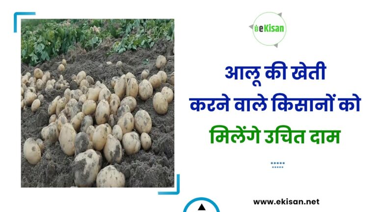 आलू की खेती करने वाले किसानों को मिलेंगे उचित दाम