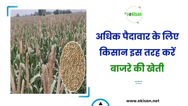 अधिक पैदावार के लिए किसान इस तरह करें बाजरे की खेती