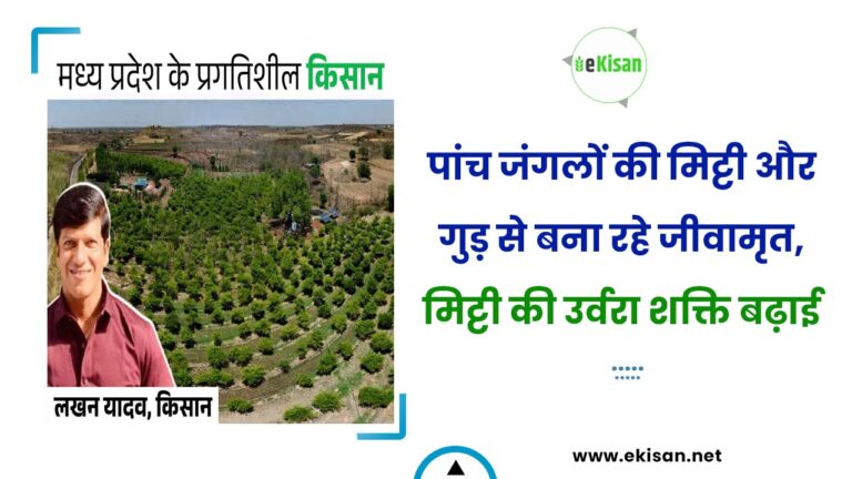 पांच जंगलों की मिट्टी और गुड़ से बना रहे जीवामृत, मिट्टी की उर्वरा शक्ति बढ़ाई