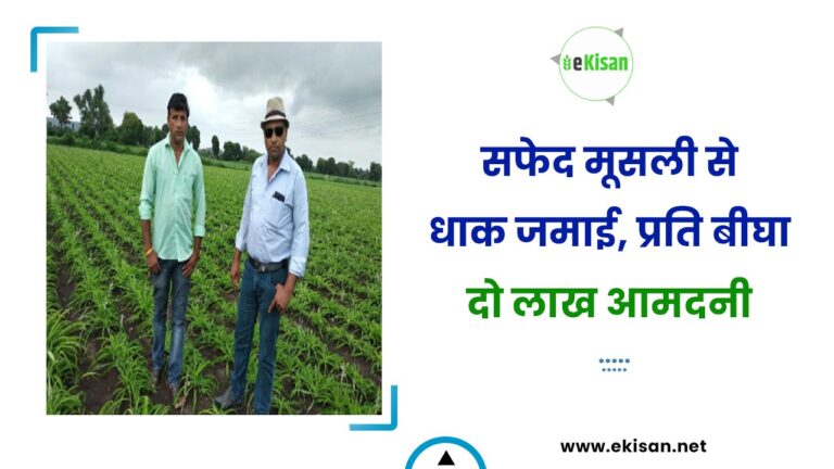 सफेद मूसली से धाक जमाई, प्रति बीघा दो लाख आमदनी