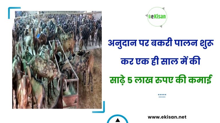 अनुदान पर बकरी पालन शुरू कर एक ही साल में की साढ़े 5 लाख रुपए की कमाई