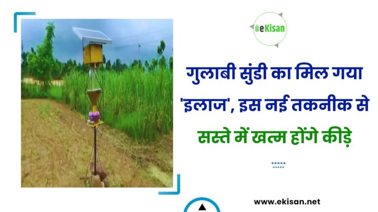 गुलाबी सुंडी का मिल गया ‘इलाज’, इस नई तकनीक से सस्ते में खत्म होंगे कीड़े
