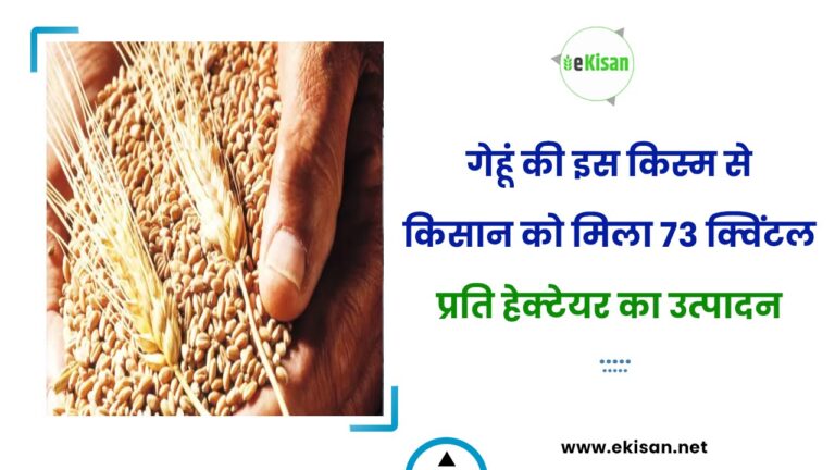 गेहूं की इस किस्म से किसान को मिला 73 क्विंटल प्रति हेक्टेयर का उत्पादन
