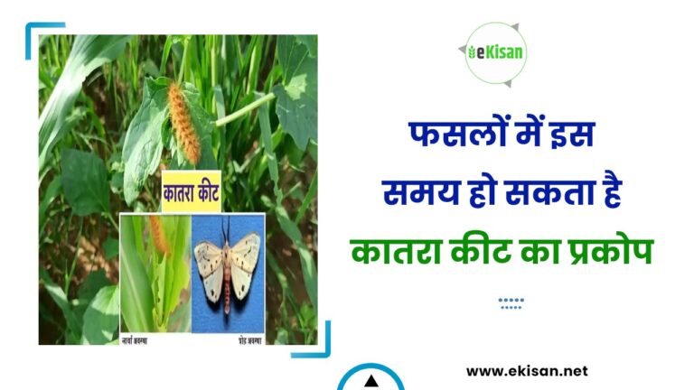 फसलों में इस समय हो सकता है कातरा कीट का प्रकोप