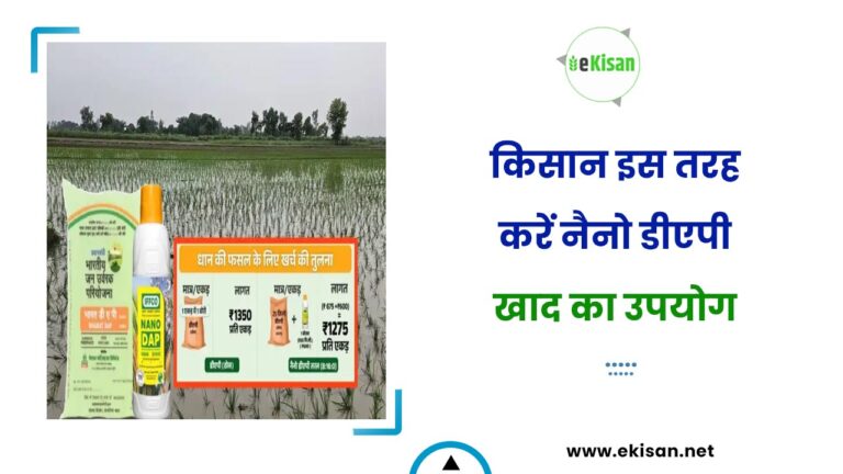 किसान इस तरह करें नैनो डीएपी खाद का उपयोग