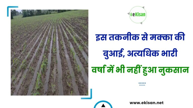 इस तकनीक से मक्का की बुआई, अत्यधिक भारी वर्षा में भी नहीं हुआ नुकसान