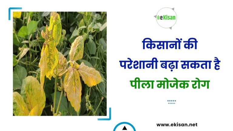 किसानों की परेशानी बढ़ा सकता है पीला मोजेक रोग