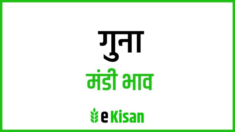 Guna Mandi Bhav गुना मंडी भाव