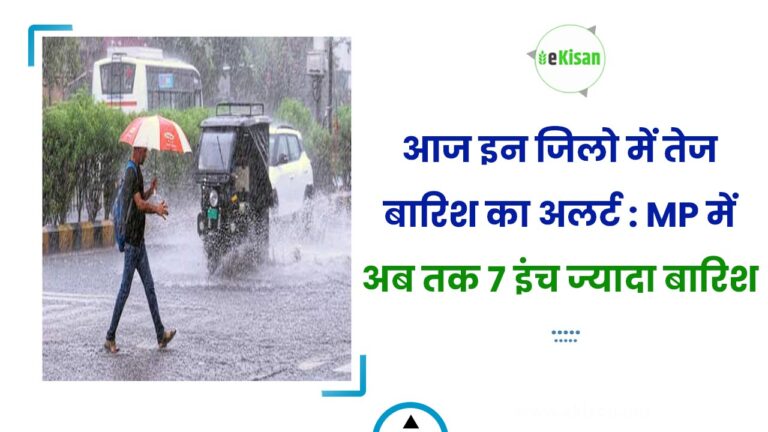 आज इन जिलो में तेज बारिश का अलर्ट : MP में अब तक 7 इंच ज्यादा बारिश