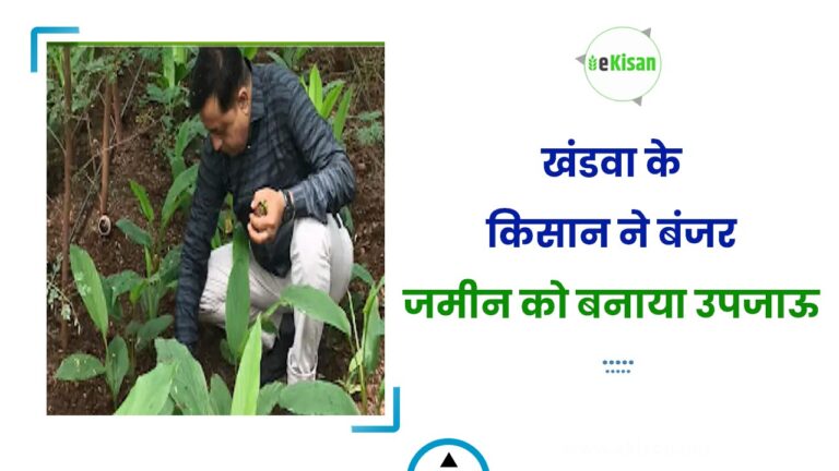 खंडवा के किसान ने बंजर जमीन को बनाया उपजाऊ