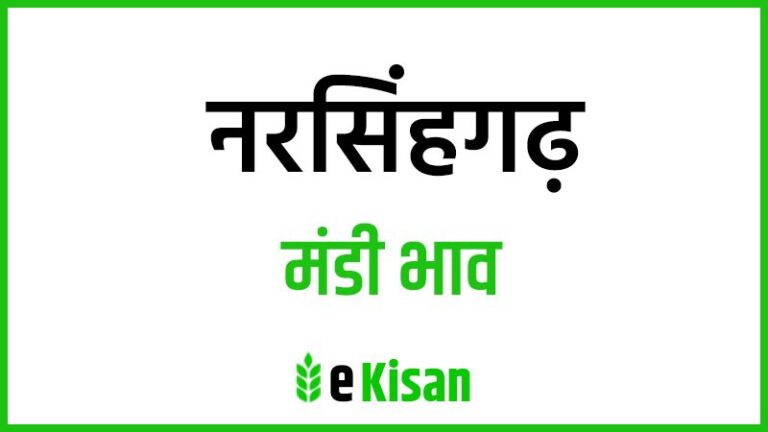 Narsinghgarh Mandi Bhav नरसिंहगढ़ मंडी भाव