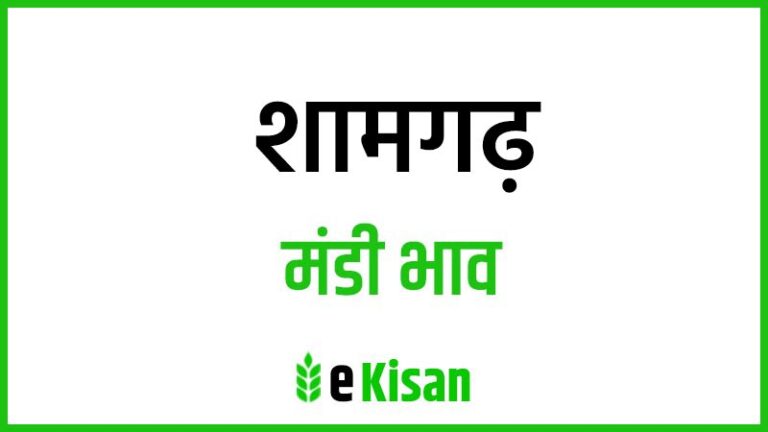 Shamgarh Mandi Bhav शामगढ़ मंडी भाव
