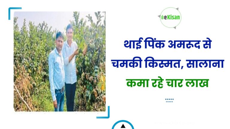 थाई पिंक अमरूद से चमकी किस्मत, सालाना कमा रहे चार लाख