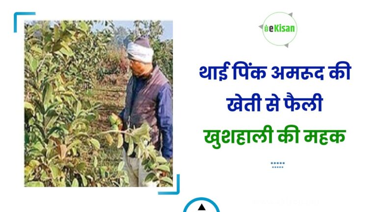 थाई पिंक अमरूद की खेती से फैली खुशहाली की महक