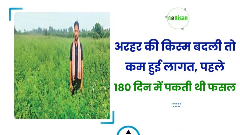 अरहर की किस्म बदली तो कम हुई लागत, पहले 180 दिन में पकती थी फसल
