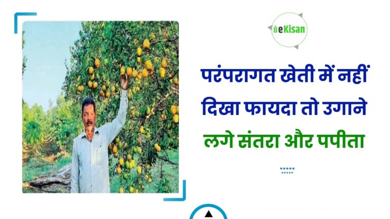 परंपरागत खेती में नहीं दिखा फायदा तो उगाने लगे संतरा और पपीता