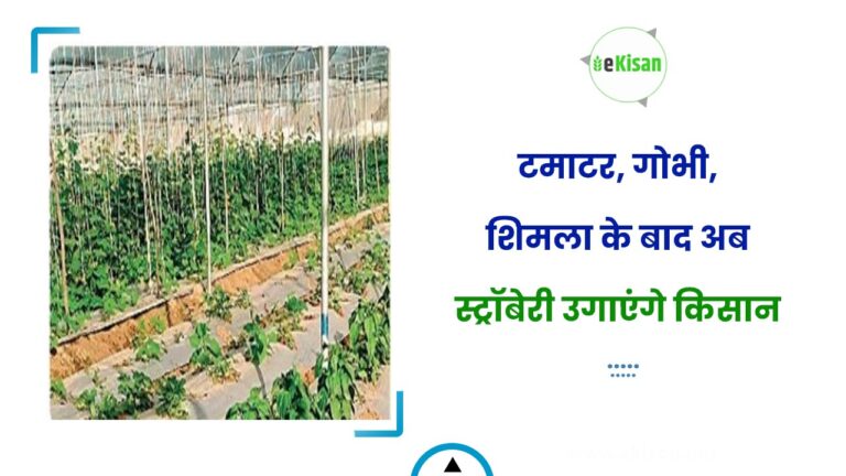 टमाटर, गोभी, शिमला के बाद अब स्ट्रॉबेरी उगाएंगे किसान