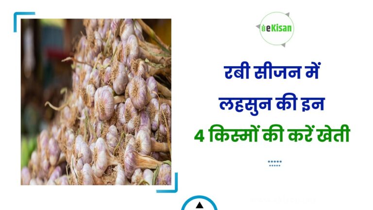 रबी सीजन में लहसुन की इन 4 किस्मों की करें खेती