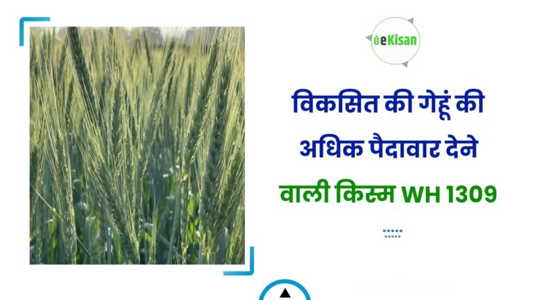 विकसित की गेहूं की अधिक पैदावार देने वाली किस्म WH 1309