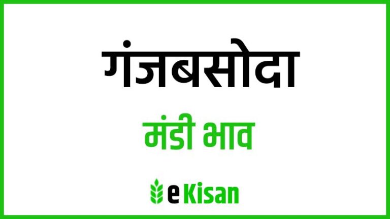 Ganjbasoda Mandi Bhav गंजबसोदा मंडी भाव