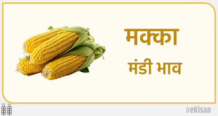 मक्का के भाव मंडी अनुसार