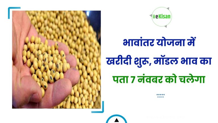 भावांतर योजना में खरीदी शुरू, मॉडल भाव का पता 7 नंवबर को चलेगा