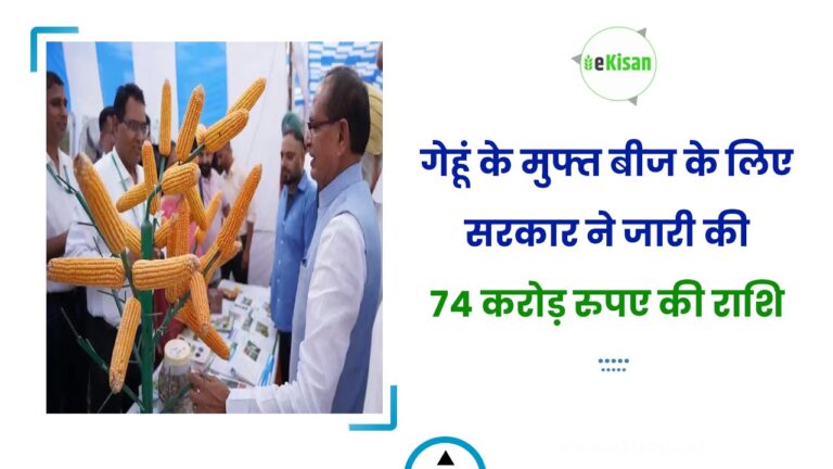 गेहूं के मुफ्त बीज के लिए सरकार ने जारी की 74 करोड़ रुपए की राशि