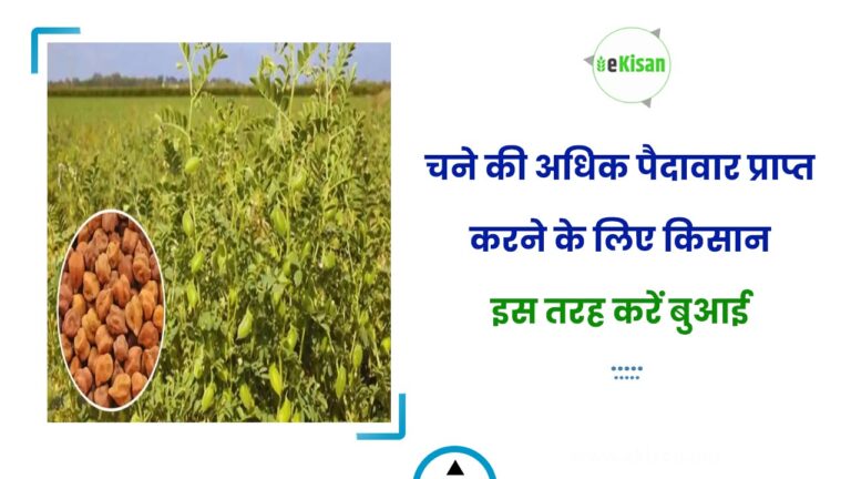 चने की अधिक पैदावार प्राप्त करने के लिए किसान इस तरह करें बुआई