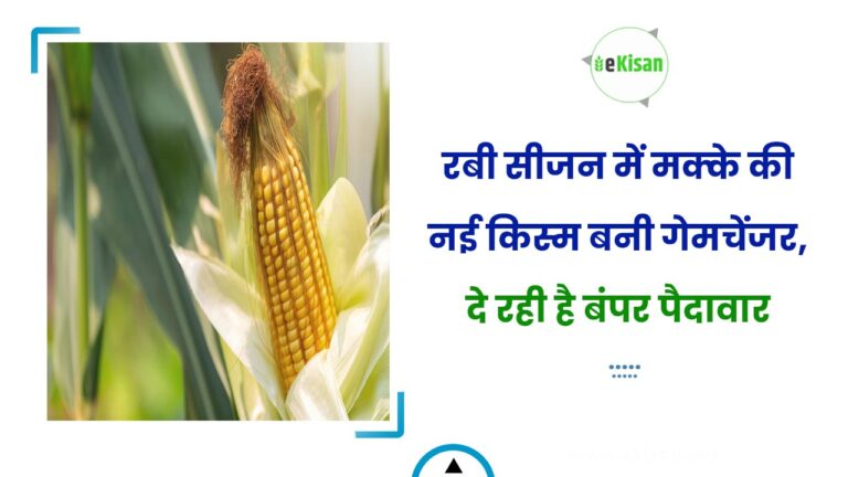 रबी सीजन में मक्के की नई किस्म बनी गेमचेंजर, दे रही है बंपर पैदावार
