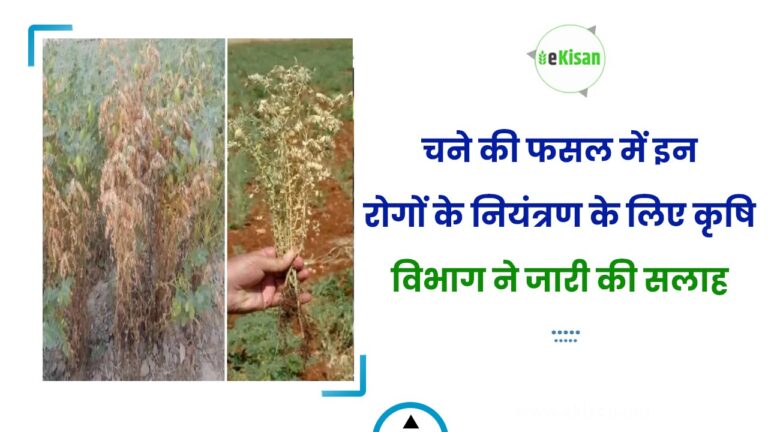चने की फसल में इन रोगों के नियंत्रण के लिए कृषि विभाग ने जारी की सलाह