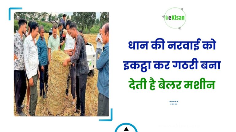 धान की नरवाई को इकट्ठा कर गठरी बना देती है बेलर मशीन